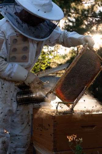 Curso de apicultura profesional. en Cacabelos
