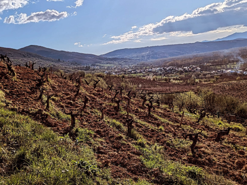 Reconoce las viñas de nuestros antepasados en Priaranza del Bierzo