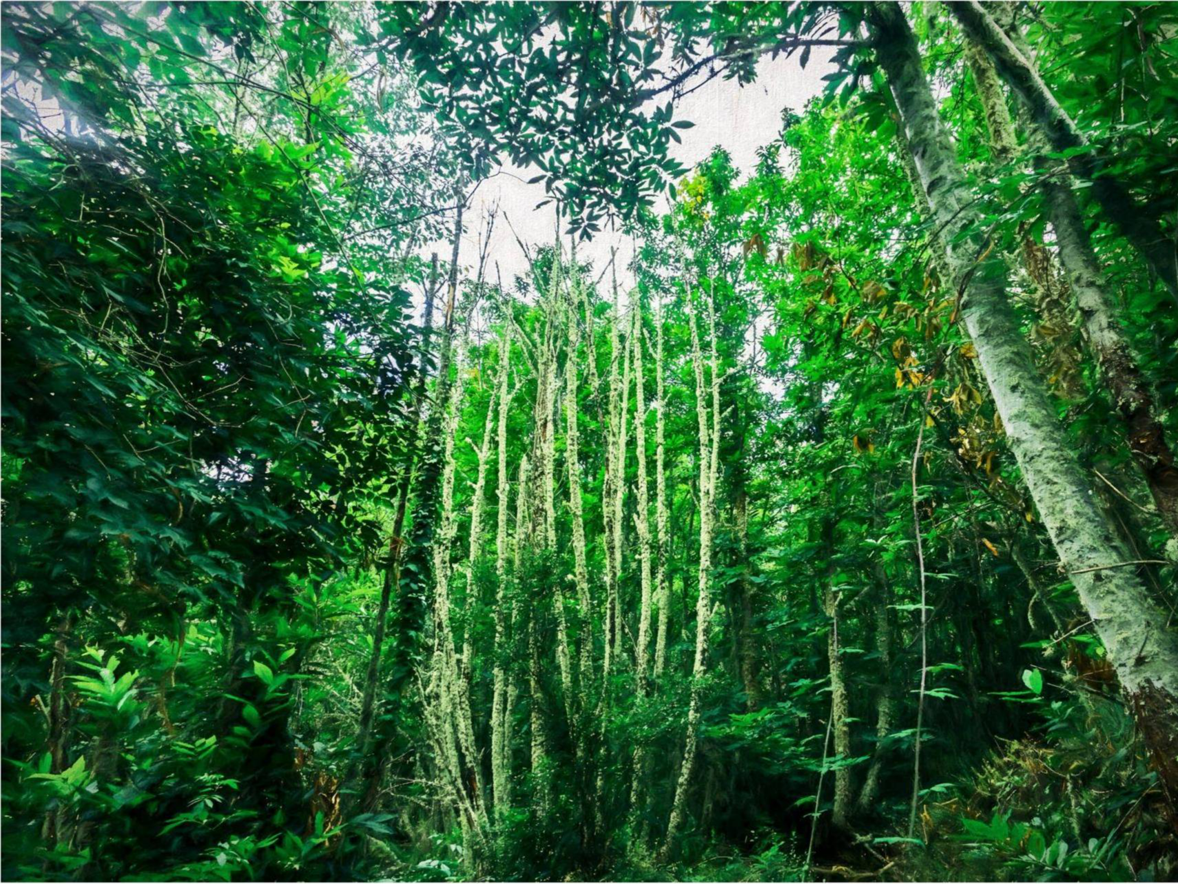 Baño de bosque