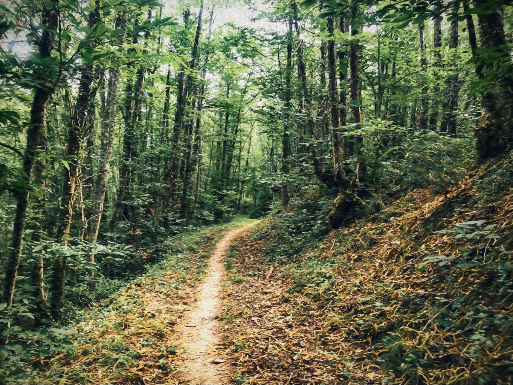 Baño de bosque